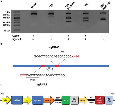 Multi-allelic gene editing in an apomictic, tetraploid turf and forage grass (Paspalum notatum Flüggé) using CRISPR/Cas9